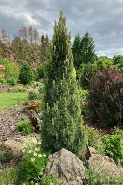 Сосна чорна / австрійська Грін Тауер